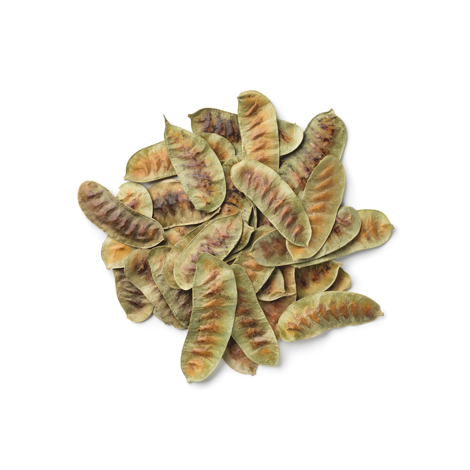 senna pods senna pods